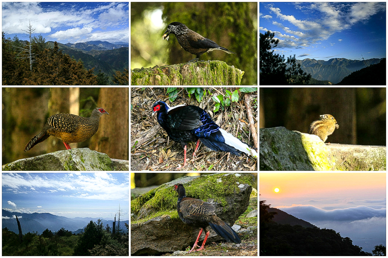 Read more about the article 2015 大雪山國家森林遊樂區之旅（下） – 20150228