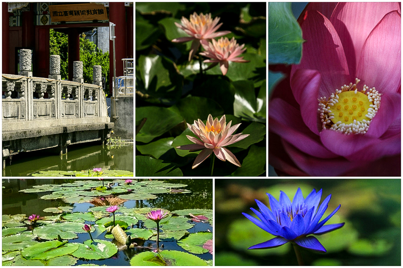 Read more about the article 2015 植物園初荷之旅 20150516