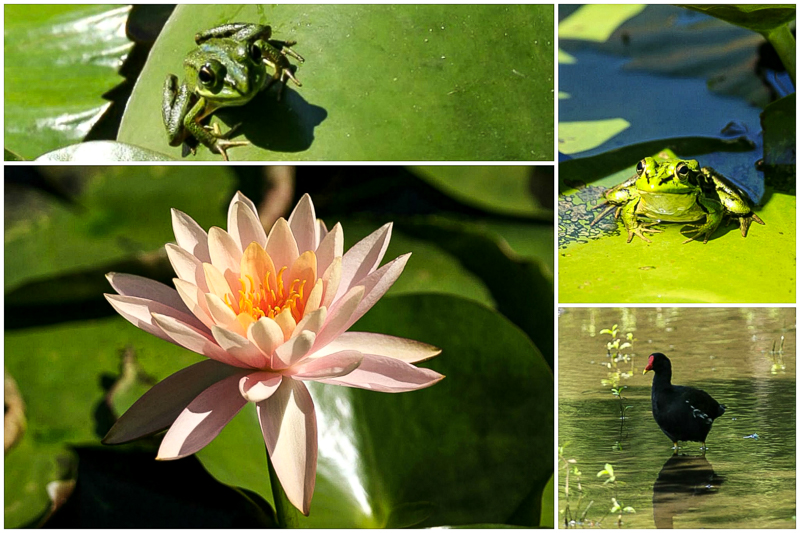 Read more about the article 2015 蛙與睡蓮的對話 – 20150516