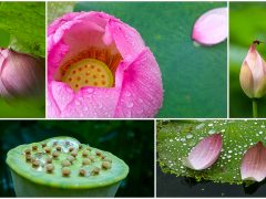 2015 至德園雨荷之旅 20150523