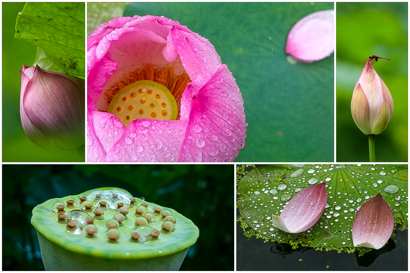 Read more about the article 2015 至德園雨荷之旅 20150523