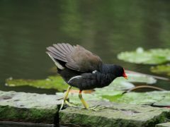 2015暴風後的觀察（II） – 被需要的感覺